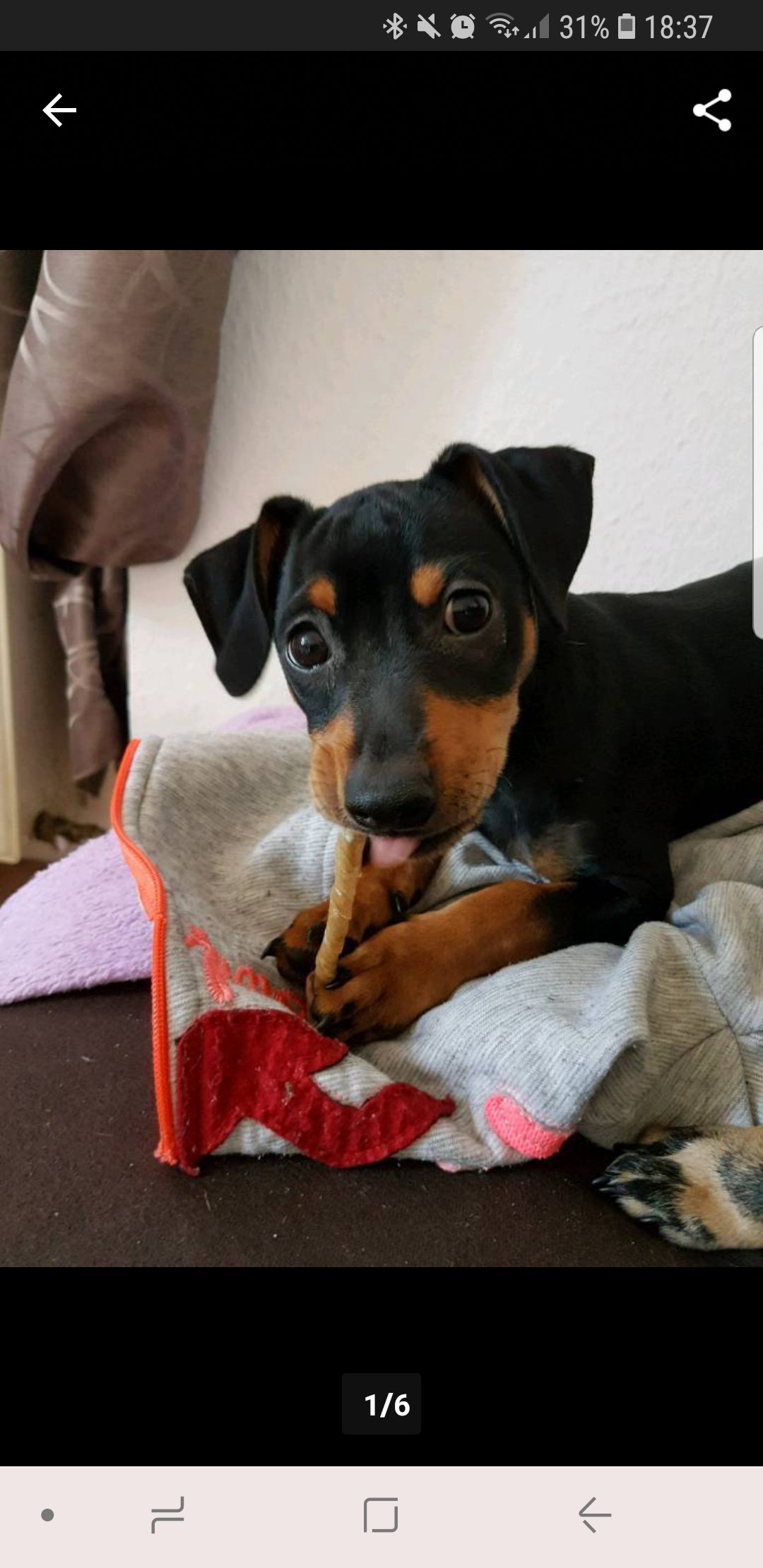 Odin (Dackel, Zwergpinscher) Dackel Zwergpinscher 